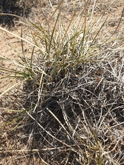Lomandra effusa