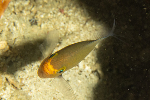 Ovate chromis (Chromis ovatiformes) — Pomacentridae — 4