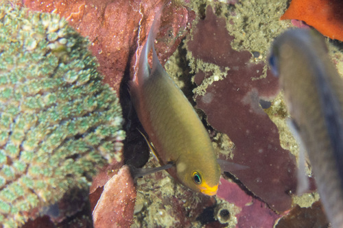 Chromis ovatiformes observed 2025-11-03