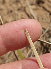 Lomandra effusa