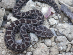 Crotalus campbelli