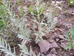Cymbaria daurica