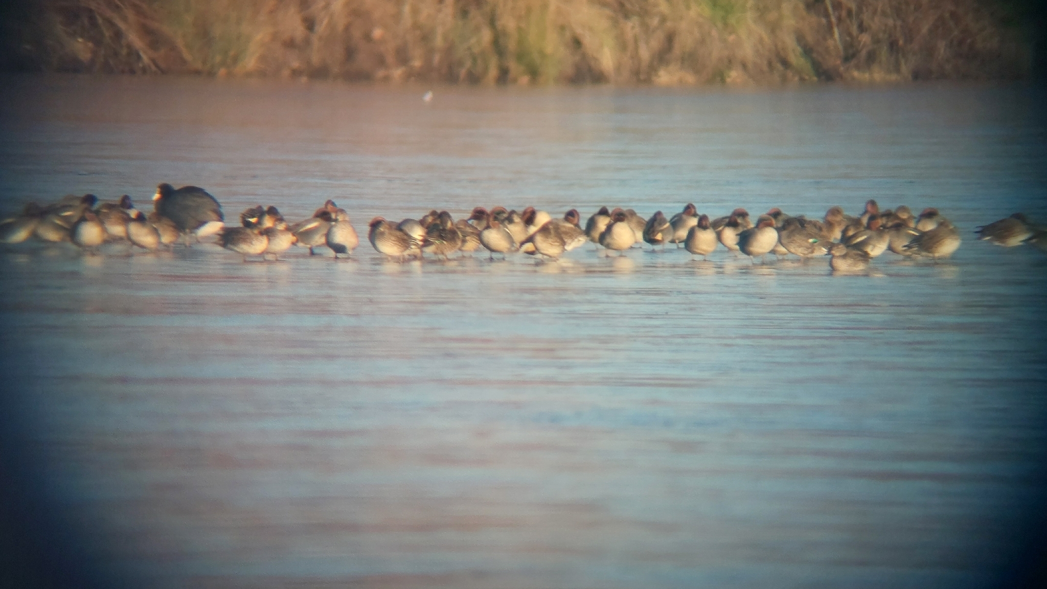 Green-winged Teal (Anas crecca), photo 2