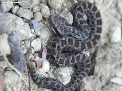 Crotalus campbelli
