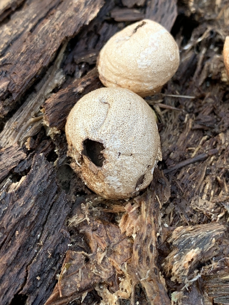 Minnesota Seasons - Pear-shaped Puffball