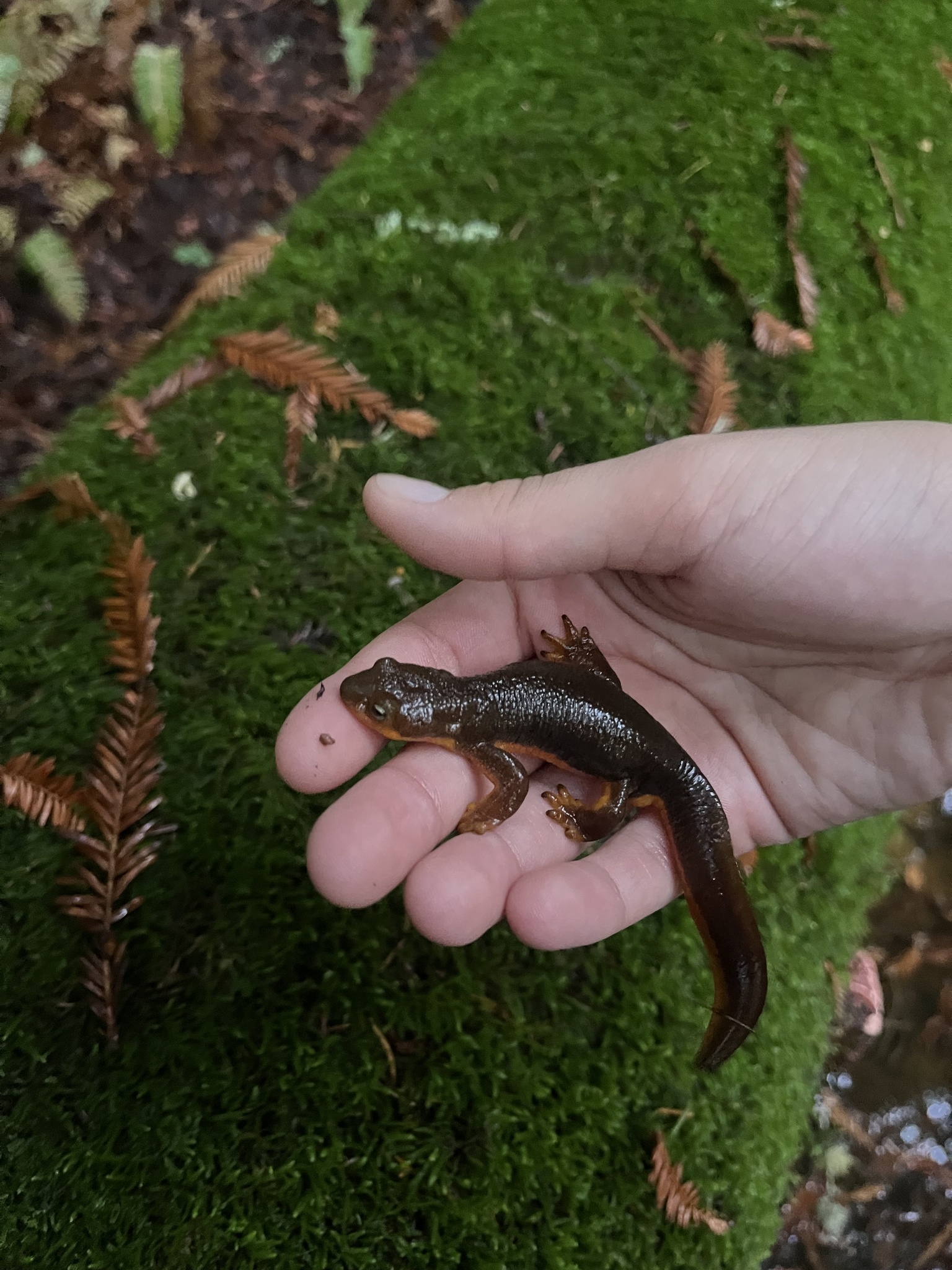 Taricha torosa (Rathke, 1833)
