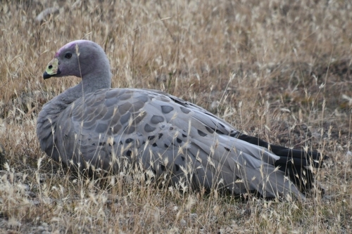 Cape Barren Goose (Cereopsis novaehollandiae)