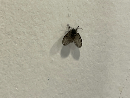 Unknown species found near Oak Ridge Dr, Fayetteville, GA, US