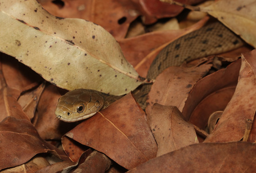 Rough-scaled Snake