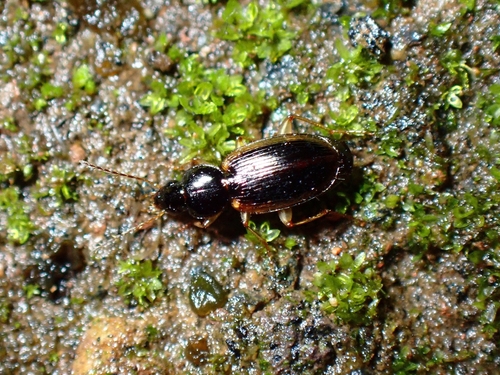 Olisthopus glabratus