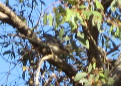 Pachycephala fuliginosa