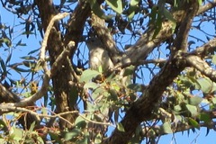 Pachycephala fuliginosa