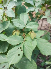 Zeyheria tuberculosa