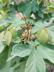Zeyheria tuberculosa, photograph (c) Gabriel Fernandes, some rights reserved (CC BY)