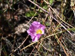Merremia incisa