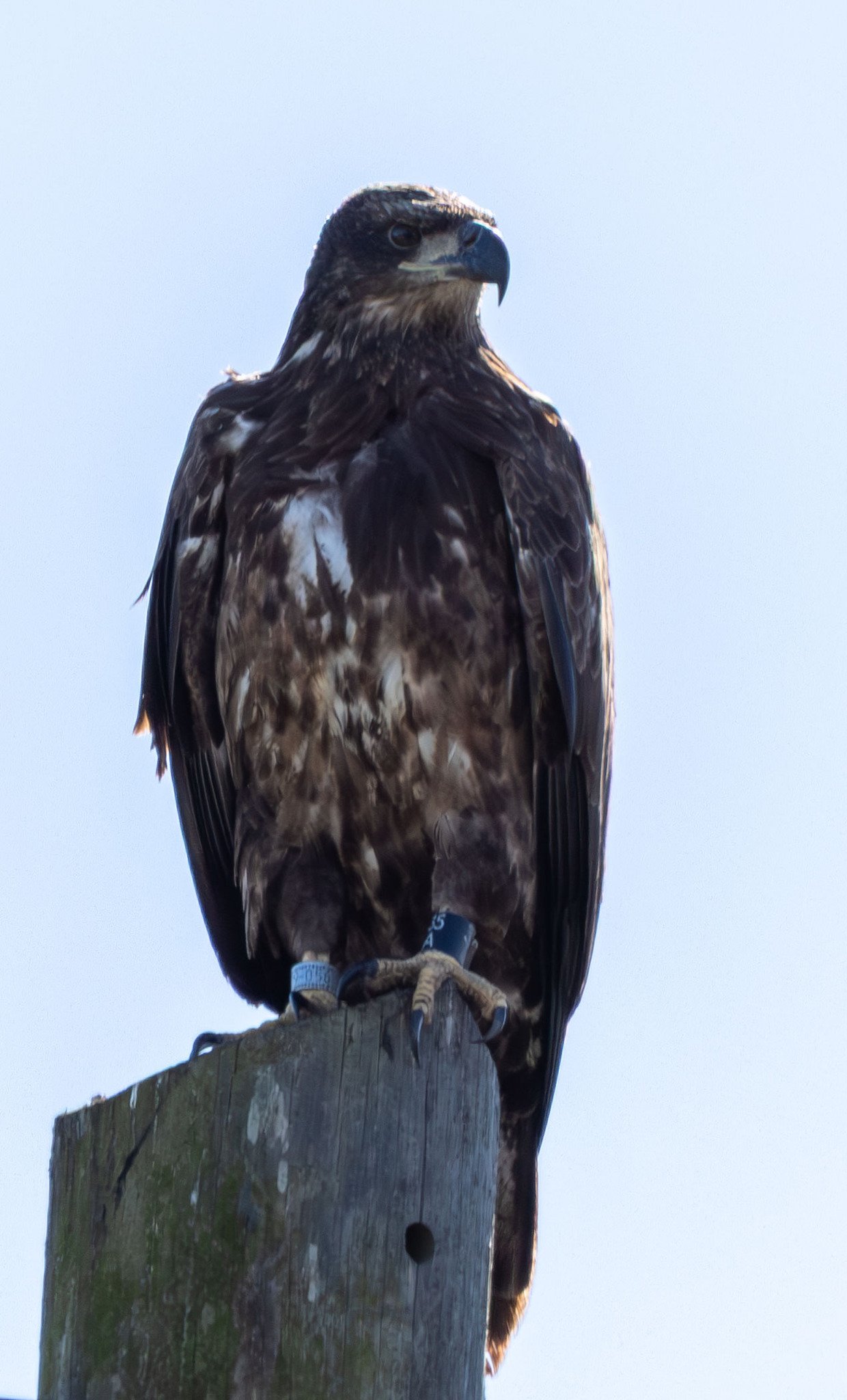 Haliaeetus leucocephalus (Linnaeus, 1766)