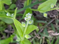 Myosotis macrosperma