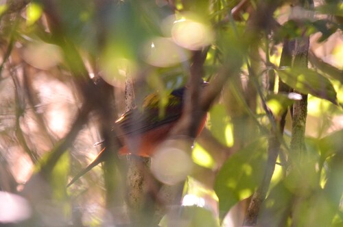 Painted Bunting (Passerina ciris), photo 1