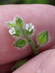 Myosotis macrosperma