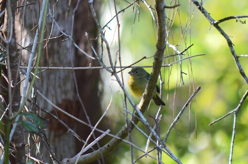 Painted Bunting (Passerina ciris), photo 2
