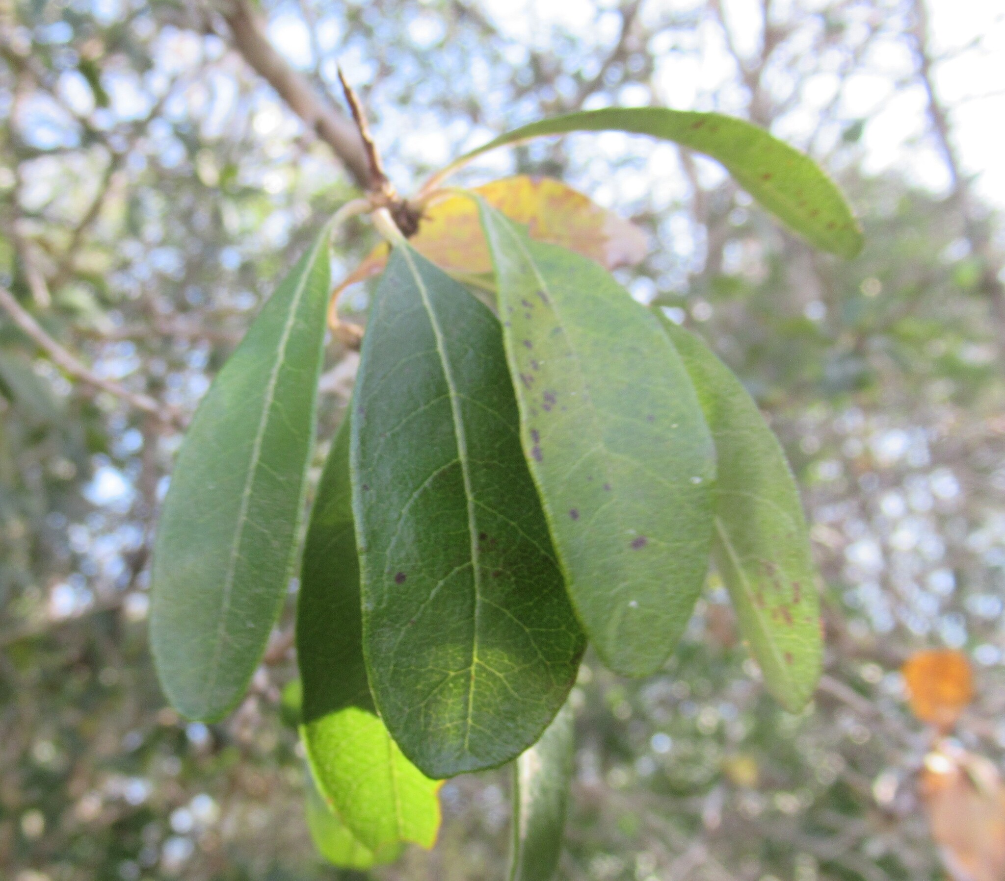 Imagem de Sideroxylon lanuginosum