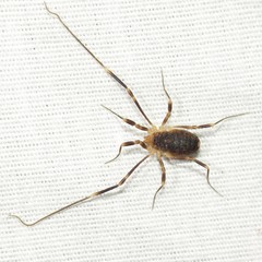 Dalquestia rothorum