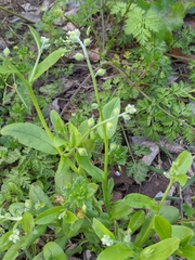 Myosotis macrosperma