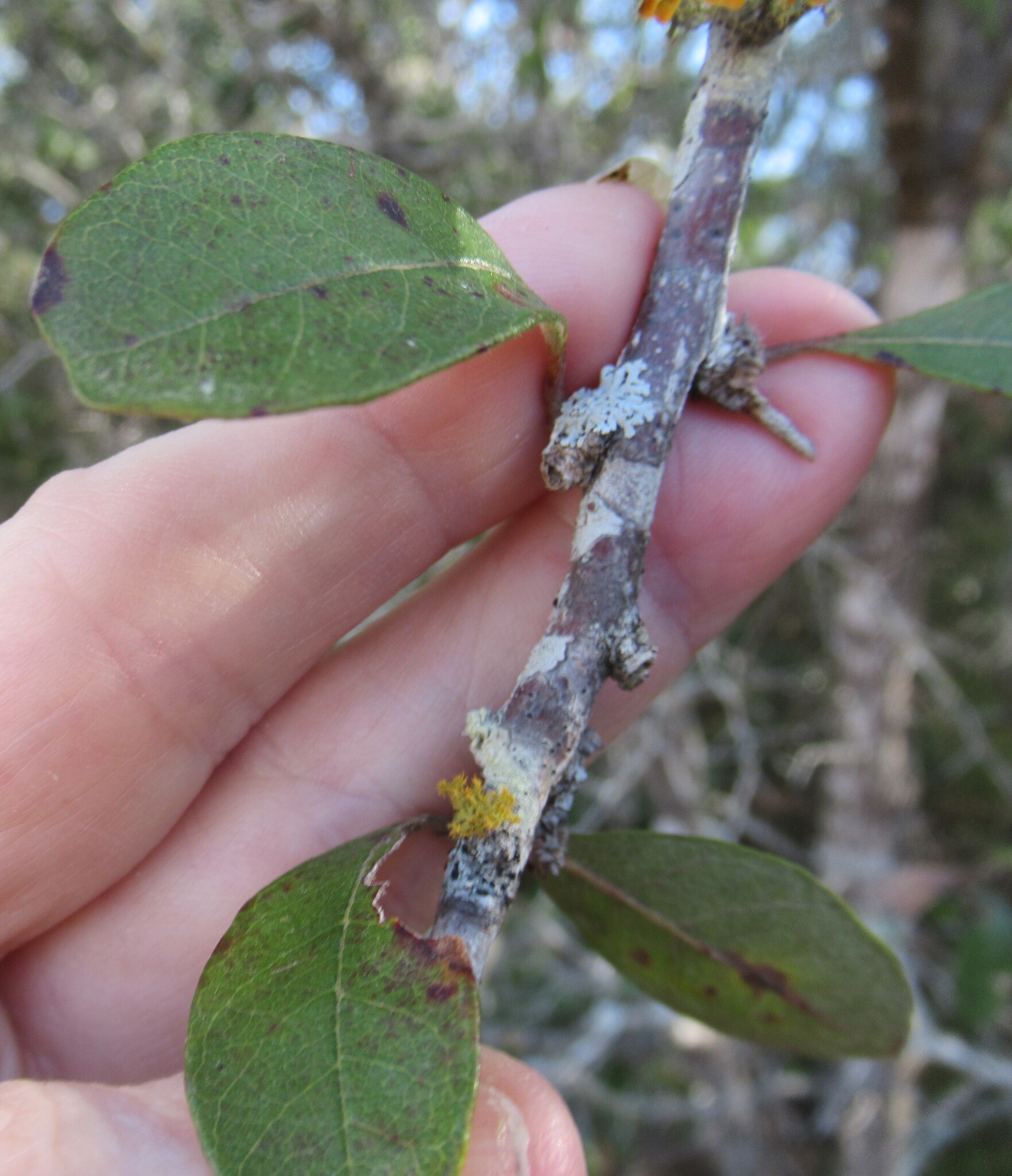 Imagem de Sideroxylon lanuginosum