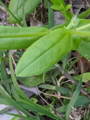 Myosotis macrosperma