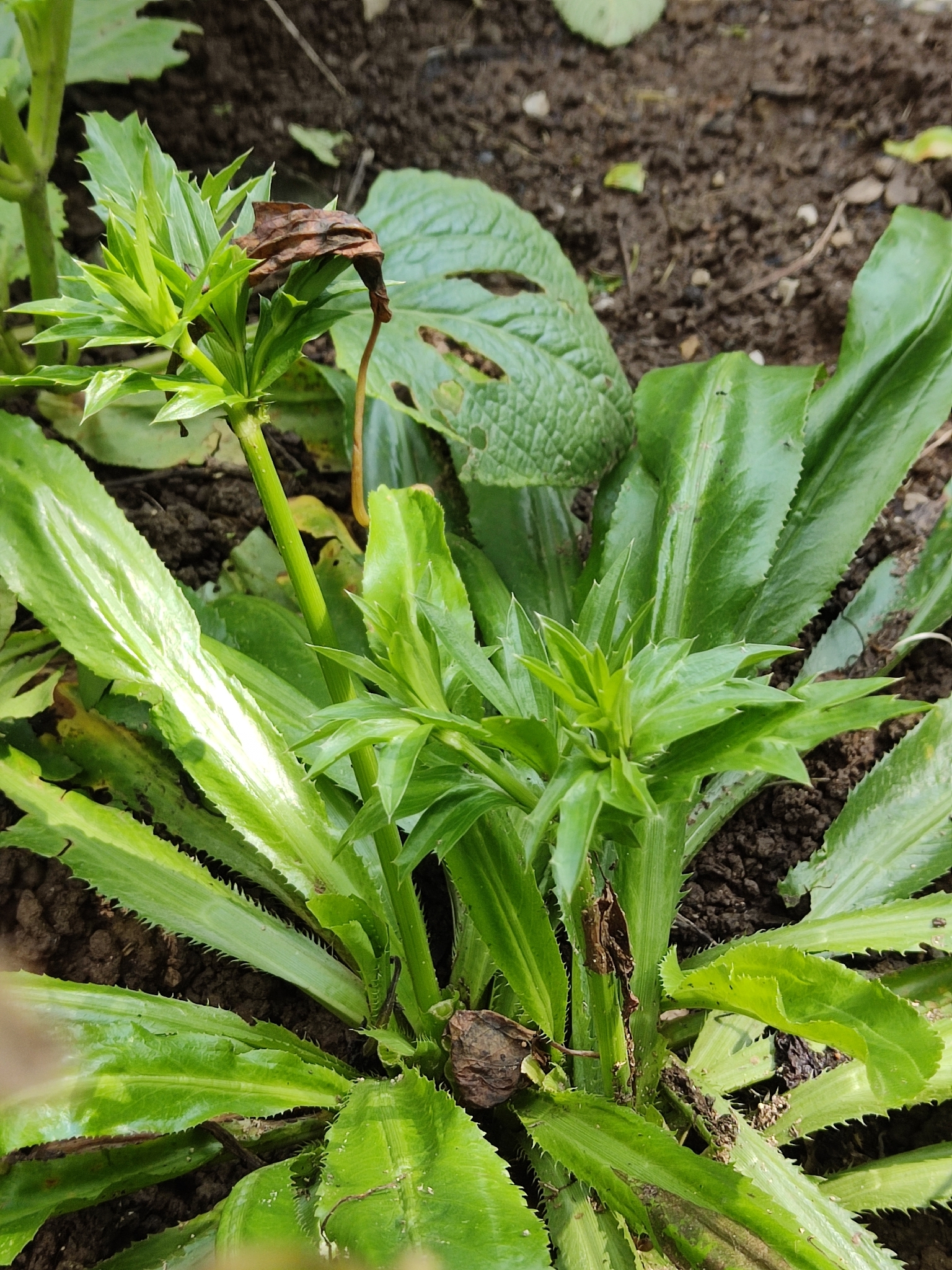 Long coriander
