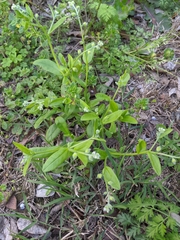 Myosotis macrosperma