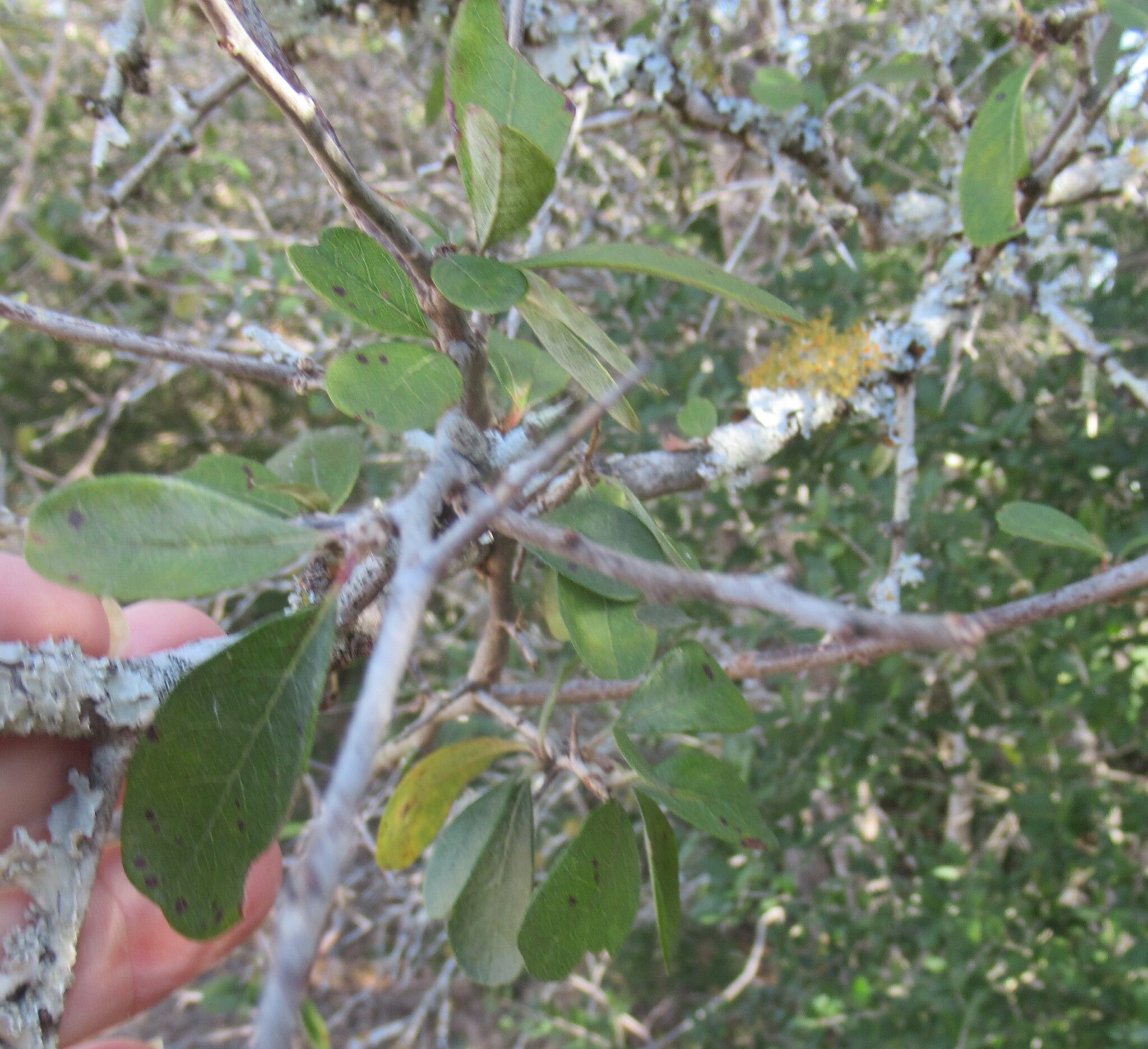 Imagem de Sideroxylon lanuginosum
