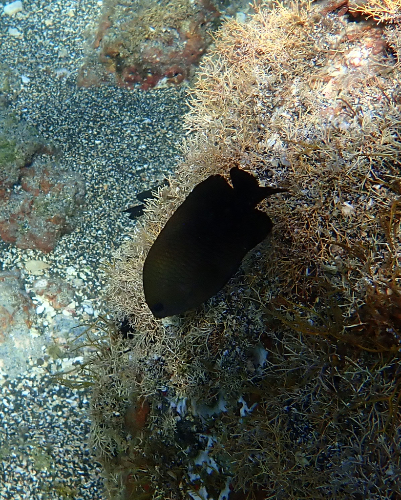 Honey damselfish (Stegastes diencaeus) — Pomacentridae