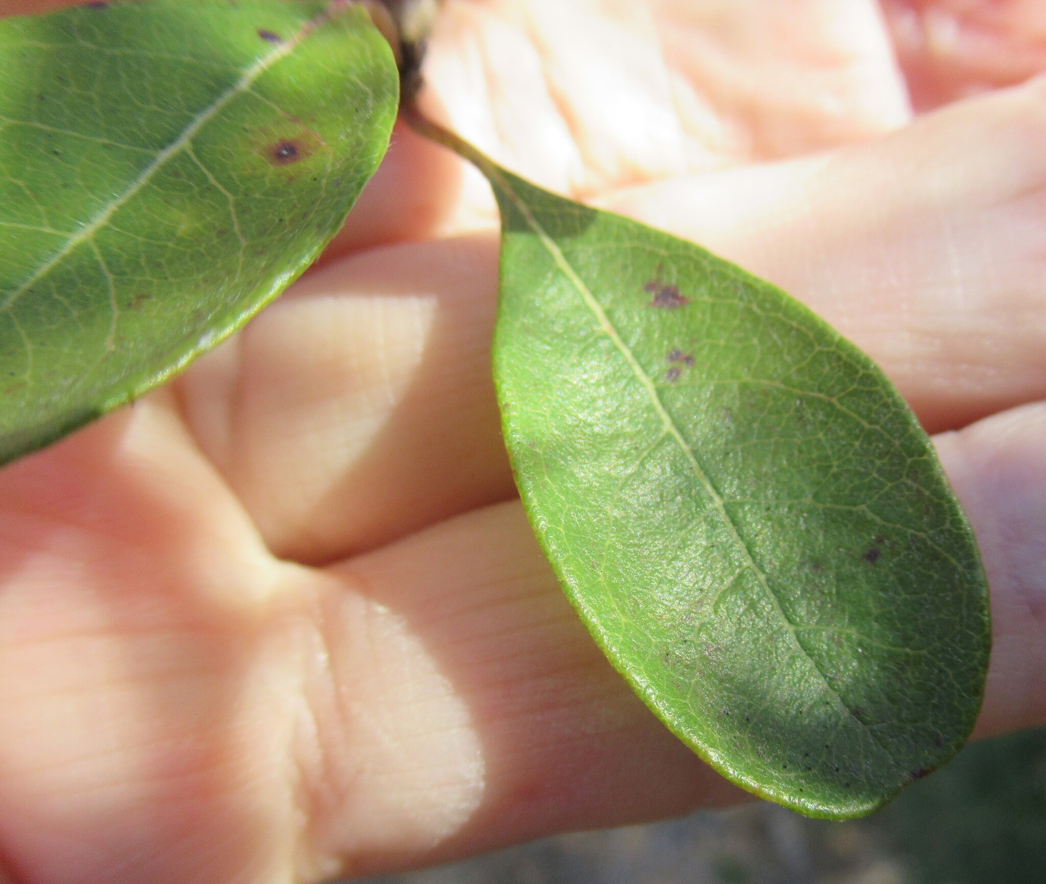 Imagem de Sideroxylon lanuginosum