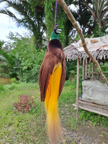 Paradisaea apoda observed 2024-07-15