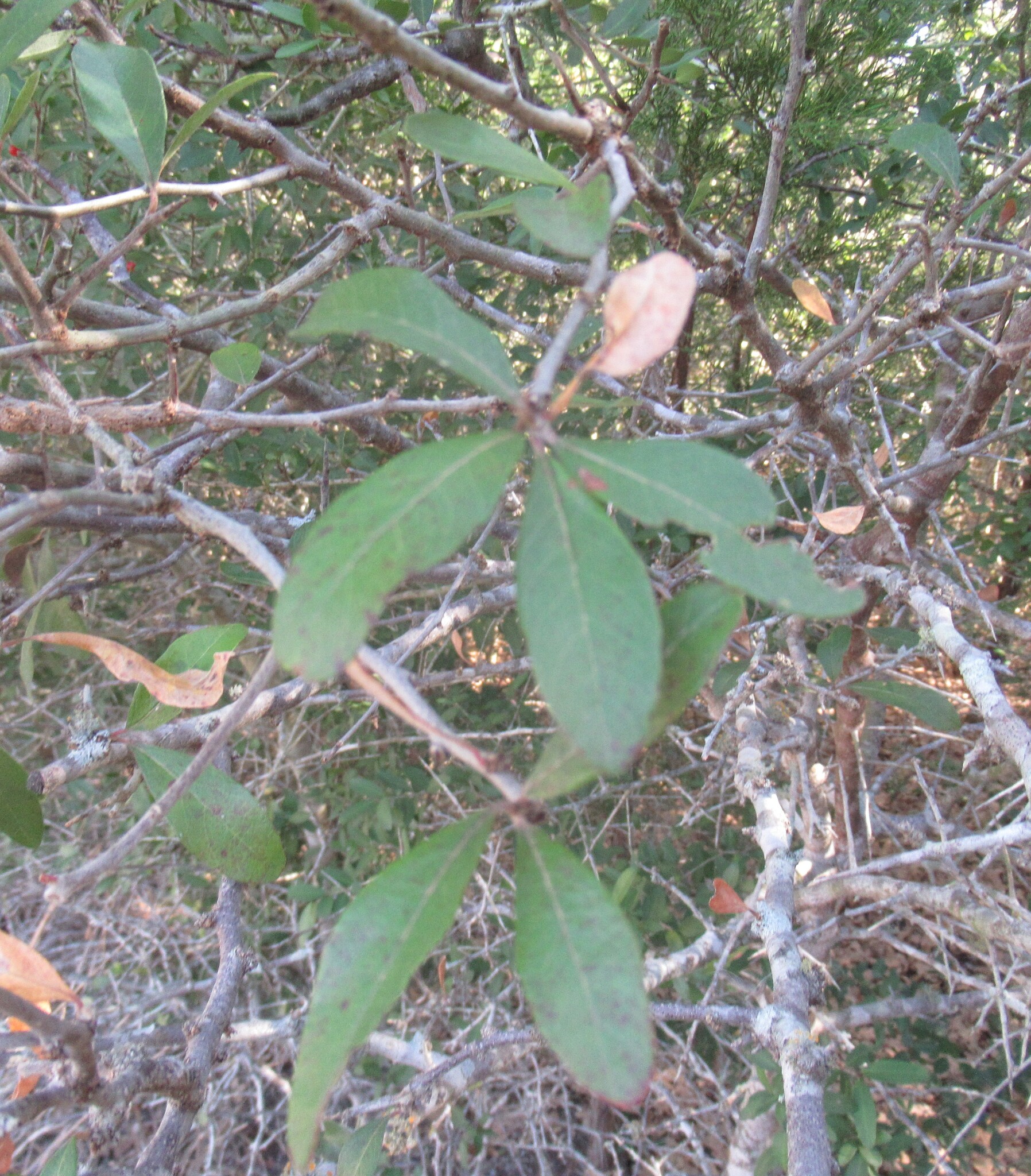 Imagem de Sideroxylon lanuginosum