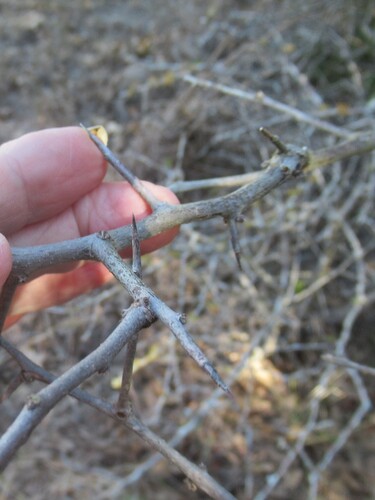 Foto de Sideroxylon lanuginosum
