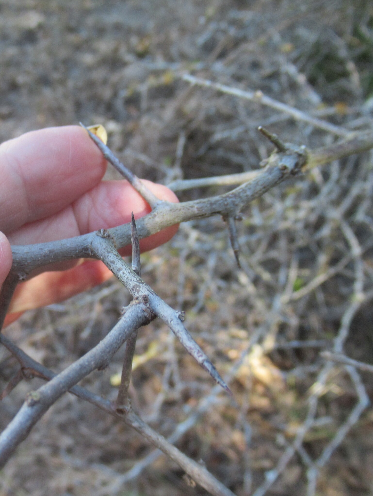 Imagem de Sideroxylon lanuginosum