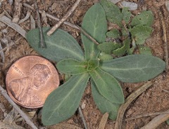 Amblyolepis setigera