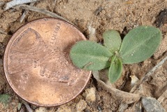 Amblyolepis setigera