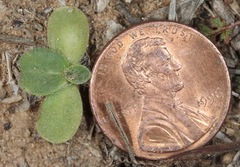 Amblyolepis setigera