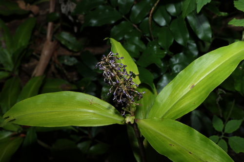Pollia macrophylla, photograph 3
