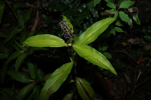 Pollia macrophylla, photograph 2
