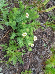 Stellera chamaejasme