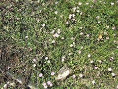 Merremia incisa