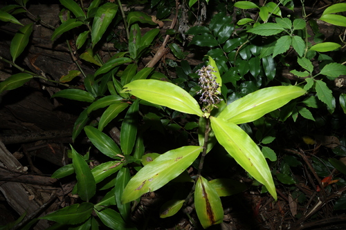 Pollia macrophylla, photograph 4
