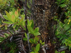 Caldcluvia paniculata