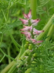 Fumaria densiflora