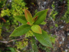 Caldcluvia paniculata