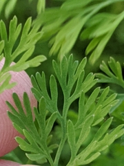 Fumaria densiflora